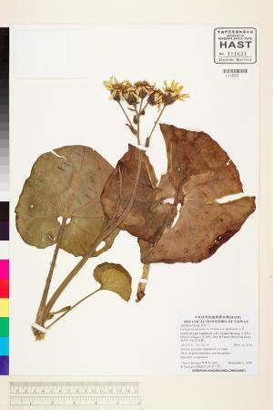 <a href="https://brmas.openmuseum.tw/muse/digi_object/6e4d2eb4ae827c41e762ae899a0082a5" target="_blank">山菊／中央研究院生物多樣性研究博物館植物標本館 (HAST)</a>
