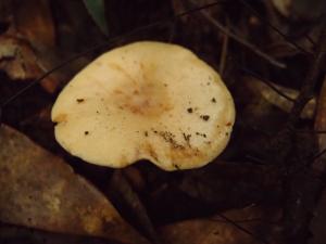 Lactarius scrobiculatus(黃乳菇)