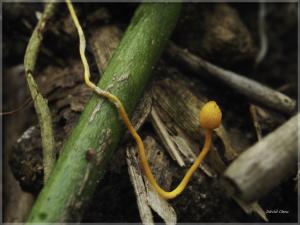 <a href="https://taieol.tw/muse/digi_object/86ccd67850b10cbca7148532d92be856" target="_blank">Ophiocordyceps myrmecophila／By：david8817／iNaturalist</a>