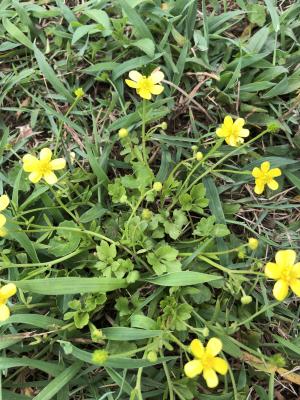 <a href="https://taieol.tw/muse/digi_object/dda872722652e05b34fdefa5d91daa65" target="_blank">小毛茛／By：naturalist25276／iNaturalist</a>
