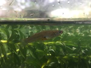 <a href="https://taieol.tw/muse/digi_object/aee396ffa19fe378b2e5661da00bec24" target="_blank">食蚊魚／By：austin0201／iNaturalist</a>