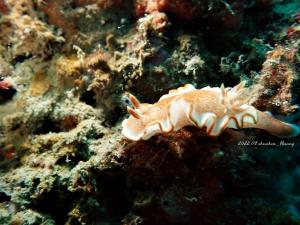 <a href="https://taieol.tw/muse/digi_object/54bca38f30f748e39fc5771ec34de112" target="_blank">橘色多彩海牛／By：shuchen_huang／iNaturalist</a>