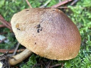 <a href="https://taieol.tw/muse/digi_object/05b3ab0b654172bd4ab1913969edb75c" target="_blank">Gymnopilus sapineus／By：balawu／iNaturalist</a>