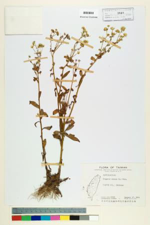 <a href="https://brmas.openmuseum.tw/muse/digi_object/6e893206f8f05dbc1c83483615c75d5d" target="_blank">白頂飛蓬／中央研究院生物多樣性研究博物館植物標本館 (HAST)</a>