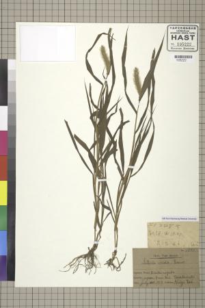 <a href="https://brmas.openmuseum.tw/muse/digi_object/6e942845a9b853ea6591303ec1a5d268" target="_blank">狗尾草／中央研究院生物多樣性研究博物館植物標本館 (HAST)</a>