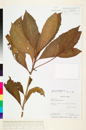 <a href="https://brmas.openmuseum.tw/muse/digi_object/6ea5540d27451d7c0cb249aca37612f6" target="_blank">雨傘仔／中央研究院生物多樣性研究博物館植物標本館 (HAST)</a>