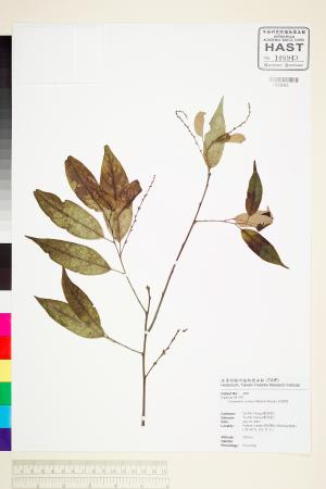 <a href="https://brmas.openmuseum.tw/muse/digi_object/6eb23d26fe1a3c0df9918a42ce3e97e5" target="_blank">長尾尖葉櫧／中央研究院生物多樣性研究博物館植物標本館 (HAST)</a>