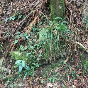 <a href="https://taieol.tw/muse/digi_object/ddf37c776346e112dbc2f70daecb2d99" target="_blank">束草／By：rrrkai／iNaturalist</a>