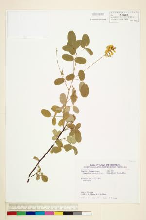 <a href="https://brmas.openmuseum.tw/muse/digi_object/6ed44a4db7d82fc54592aa595a69540d" target="_blank">彎龍骨／中央研究院生物多樣性研究博物館植物標本館 (HAST)</a>