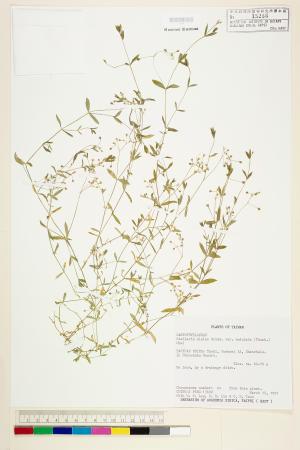 <a href="https://brmas.openmuseum.tw/muse/digi_object/6f00a46eb7169ead5c9ae0f3d2d31d98" target="_blank">天篷草(雀舌草)／中央研究院生物多樣性研究博物館植物標本館 (HAST)</a>