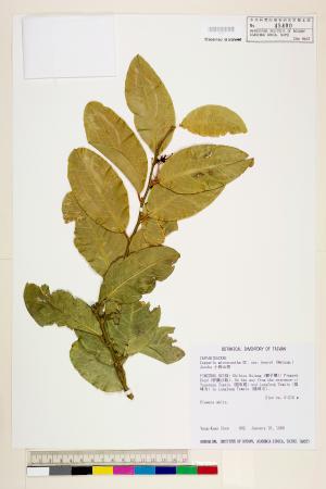 <a href="https://brmas.openmuseum.tw/muse/digi_object/6f02da4172bb81ed2901d37506b02e10" target="_blank">小刺山柑／中央研究院生物多樣性研究博物館植物標本館 (HAST)</a>