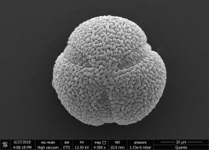 <a href="https://ntm-naturearchive.openmuseum.tw/muse/digi_object/cce23c5e527852f05ef5ed06e304831c" target="_blank">蓮／國立臺灣博物館</a>