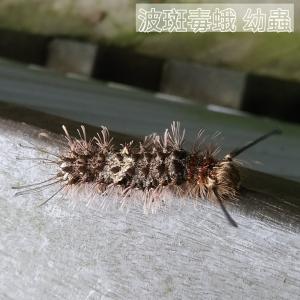 <a href="https://taieol.tw/muse/digi_object/1f7e894467c0b6d81f5e44ef343c0c94" target="_blank">波斑毒蛾／By：minglongtsai／iNaturalist</a>