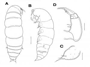 Xarifia quinaria_雄.jpg