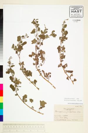 <a href="https://brmas.openmuseum.tw/muse/digi_object/6f3700df5f0403b6e293c686291e6080" target="_blank">小葉藜／中央研究院生物多樣性研究博物館植物標本館 (HAST)</a>