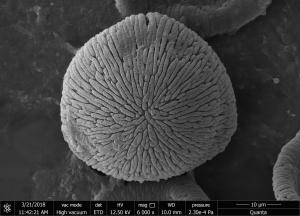 <a href="https://ntm-naturearchive.openmuseum.tw/muse/digi_object/ae31113d5f30afbd2dbd7a29fa365a50" target="_blank">大花曼陀羅／國立臺灣博物館</a>