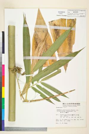 <a href="https://brmas.openmuseum.tw/muse/digi_object/6f66d1feddf9a55f662b486be87ebf49" target="_blank">長毛八芝蘭竹／中央研究院生物多樣性研究博物館植物標本館 (HAST)</a>