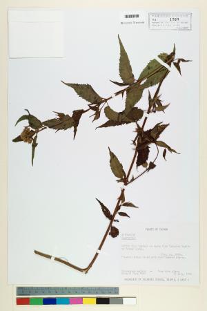 <a href="https://brmas.openmuseum.tw/muse/digi_object/6f77c7a8ad47fcbc43652b639a57af6f" target="_blank">澤蘭屬／中央研究院生物多樣性研究博物館植物標本館 (HAST)</a>