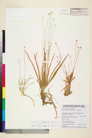 <a href="https://brmas.openmuseum.tw/muse/digi_object/6f80d0fb62a804f45517371a4941f376" target="_blank">連萼穀精草／中央研究院生物多樣性研究博物館植物標本館 (HAST)</a>