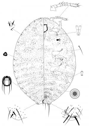 Planococcus lilacinus (Cockerell, 1905)