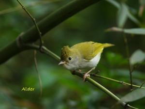 <a href="https://taieol.tw/muse/digi_object/8ac338419057e50e23424c22baa58ad5" target="_blank">綠畫眉／By：張俊德／臺灣物種名錄(TaiCOL)</a>
