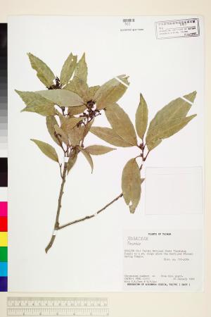 <a href="https://brmas.openmuseum.tw/muse/digi_object/6fb0613ffc3fdca417d7aada834b65c2" target="_blank">柯屬／中央研究院生物多樣性研究博物館植物標本館 (HAST)</a>