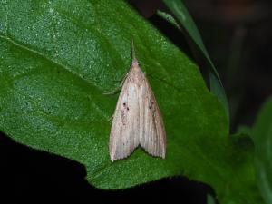 <a href="https://taieol.tw/muse/digi_object/44eca79344c31f289b4acf6dcca306f2" target="_blank">Hypena longipennis／By：max822／iNaturalist</a>
