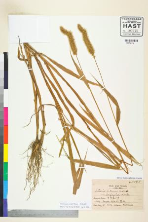 <a href="https://brmas.openmuseum.tw/muse/digi_object/6fbd4003f862ad75fb10391b32cd94e1" target="_blank">莠狗尾草／中央研究院生物多樣性研究博物館植物標本館 (HAST)</a>