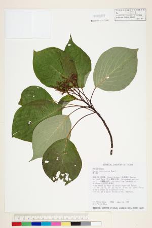 <a href="https://brmas.openmuseum.tw/muse/digi_object/6fc12ed714328b78b43d78b449b8e16f" target="_blank">燈台樹／中央研究院生物多樣性研究博物館植物標本館 (HAST)</a>