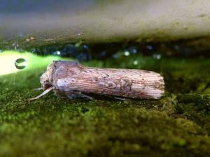 <a href="https://taieol.tw/muse/digi_object/c3e9640c590075f28b32f84c3ad2930d" target="_blank">Axylia putris triseriata／By：Hsiengan Huang／臺灣物種名錄(TaiCOL)</a>