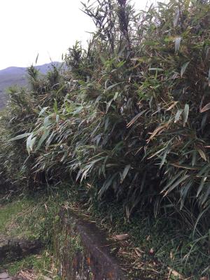 <a href="https://taieol.tw/muse/digi_object/d98550869075c7b50100cc1907a86c83" target="_blank">包籜箭竹／By：doggy0406／iNaturalist</a>
