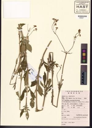 <a href="https://brmas.openmuseum.tw/muse/digi_object/7011aad5878906a92ca34c0c93a9838f" target="_blank">黃花龍芽草／中央研究院生物多樣性研究博物館植物標本館 (HAST)</a>