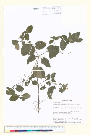 <a href="https://brmas.openmuseum.tw/muse/digi_object/702425f03c8d0385187800e3279338cb" target="_blank">半插花屬／中央研究院生物多樣性研究博物館植物標本館 (HAST)</a>