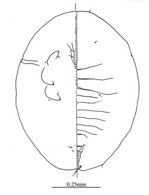 Singhius hibisci  (Kotinsky, 1907)