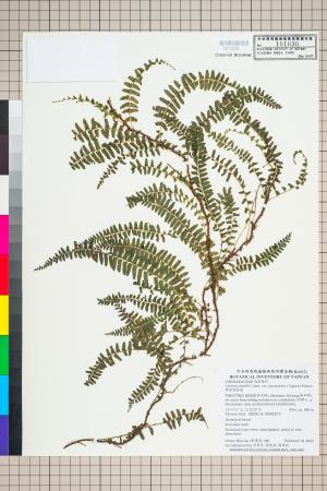 <a href="https://brmas.openmuseum.tw/muse/digi_object/704010e14f171b83d29990c34da3eefb" target="_blank">攀緣陵齒蕨／中央研究院生物多樣性研究博物館植物標本館 (HAST)</a>