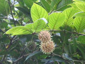 <a href="https://taieol.tw/muse/digi_object/4967df598a17af1a4aab8551d75baff6" target="_blank">台灣鉤藤／By：naturalist14740／iNaturalist</a>