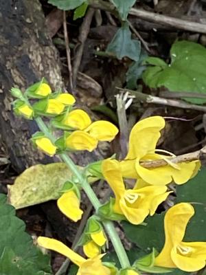 <a href="https://taieol.tw/muse/digi_object/4e27f34cd00fd619bbd9ae9e6ffac05e" target="_blank">琴柱草／By：yvonneirene／iNaturalist</a>