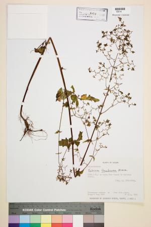 <a href="https://brmas.openmuseum.tw/muse/digi_object/7057da58aeda85fbbc6234239f551c1a" target="_blank">嫩莖纈草／中央研究院生物多樣性研究博物館植物標本館 (HAST)</a>