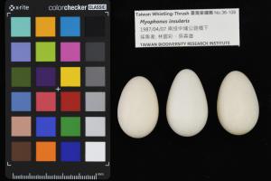 <a href="https://taieol.tw/muse/digi_object/a541cfe61bb06eb04192d0263c5f9ef1" target="_blank">臺灣紫嘯鶇／農業部生物多樣性研究所</a>
