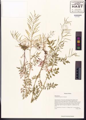 <a href="https://brmas.openmuseum.tw/muse/digi_object/706f6dc5f75046cf0a7bce34c804b327" target="_blank">水花菜／中央研究院生物多樣性研究博物館植物標本館 (HAST)</a>