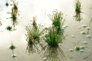 <a href="https://taieol.tw/muse/digi_object/5960c718da619e2a27498d1fef9d2aa0" target="_blank">小穀精草／By：yuukumo／iNaturalist</a>