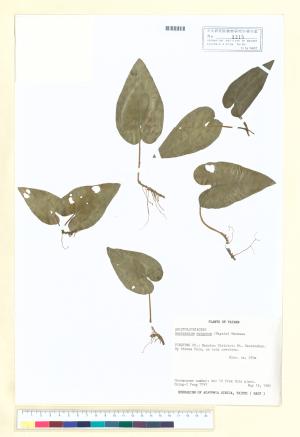 <a href="https://brmas.openmuseum.tw/muse/digi_object/708bec319f8e4845569b983d82495cd0" target="_blank">上花細辛／中央研究院生物多樣性研究博物館植物標本館 (HAST)</a>