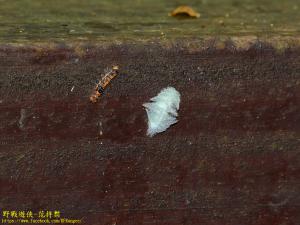 <a href="https://taieol.tw/muse/digi_object/84c9fa34494dabe530851f1cfe597dca" target="_blank">褐基刺蛾／By：kinmatsu／iNaturalist</a>