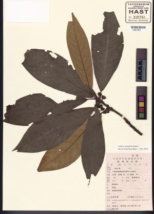 <a href="https://brmas.openmuseum.tw/muse/digi_object/70d494d273d4ea71351bacee133c1f96" target="_blank">大香葉樹／中央研究院生物多樣性研究博物館植物標本館 (HAST)</a>