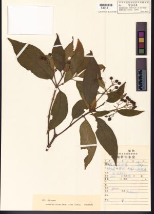 <a href="https://brmas.openmuseum.tw/muse/digi_object/70d4c273113f8bad7d90cd084d8cf95b" target="_blank">玉心花屬／中央研究院生物多樣性研究博物館植物標本館 (HAST)</a>