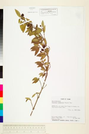 <a href="https://brmas.openmuseum.tw/muse/digi_object/70f4f52e634f1261446a9e8129f07ece" target="_blank">糙葉耳藥花／中央研究院生物多樣性研究博物館植物標本館 (HAST)</a>