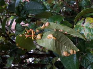 Aecidium osmanthi(木犀銹孢銹菌)