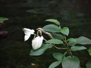 <a href="https://taieol.tw/muse/digi_object/571c73c36859f069e31590a0a56879fb" target="_blank">三白草／By：kinmenh／iNaturalist</a>