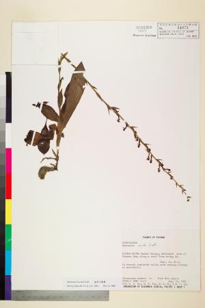 <a href="https://brmas.openmuseum.tw/muse/digi_object/70fd12df268fb6be41568cd4ad77b873" target="_blank">翹唇玉鳳蘭／中央研究院生物多樣性研究博物館植物標本館 (HAST)</a>