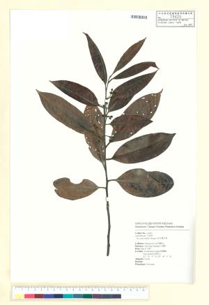 <a href="https://brmas.openmuseum.tw/muse/digi_object/7108337b7739dd6bb487d94daad0590a" target="_blank">忍冬葉冬青／中央研究院生物多樣性研究博物館植物標本館 (HAST)</a>